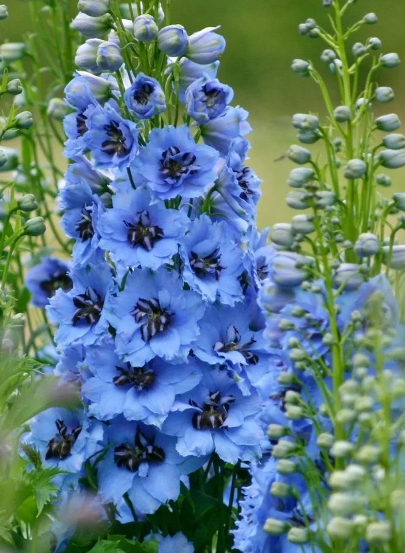 Delphinium