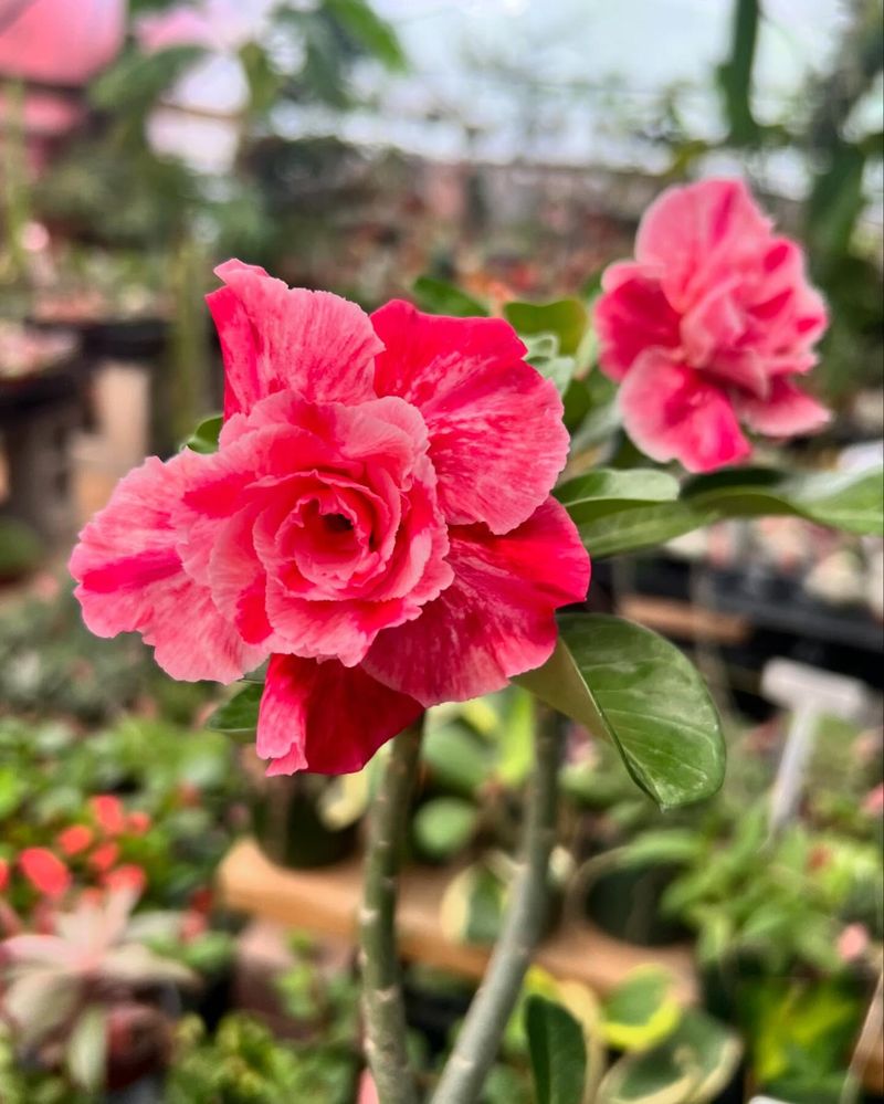 Desert Rose (Adenium obesum)