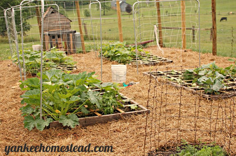 Design #3: Square Foot Garden