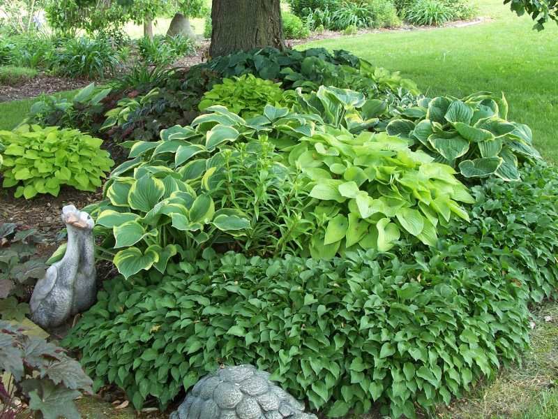 Designing with Hostas