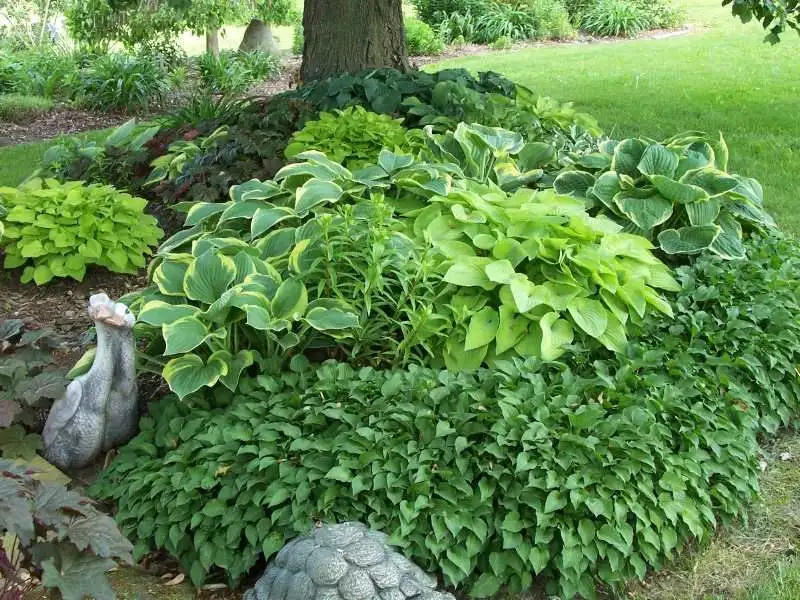 Designing with Hostas