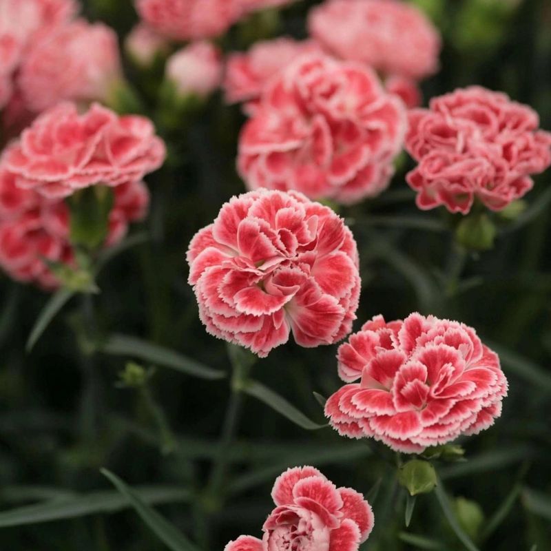 Dianthus