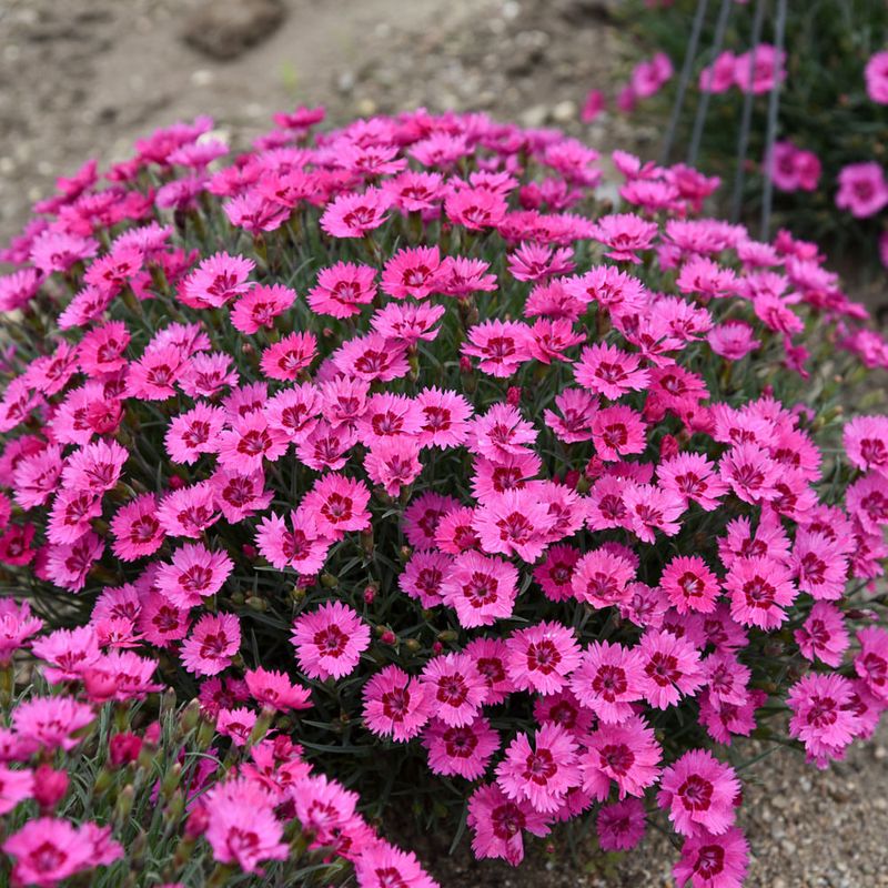 Dianthus (Pinks)