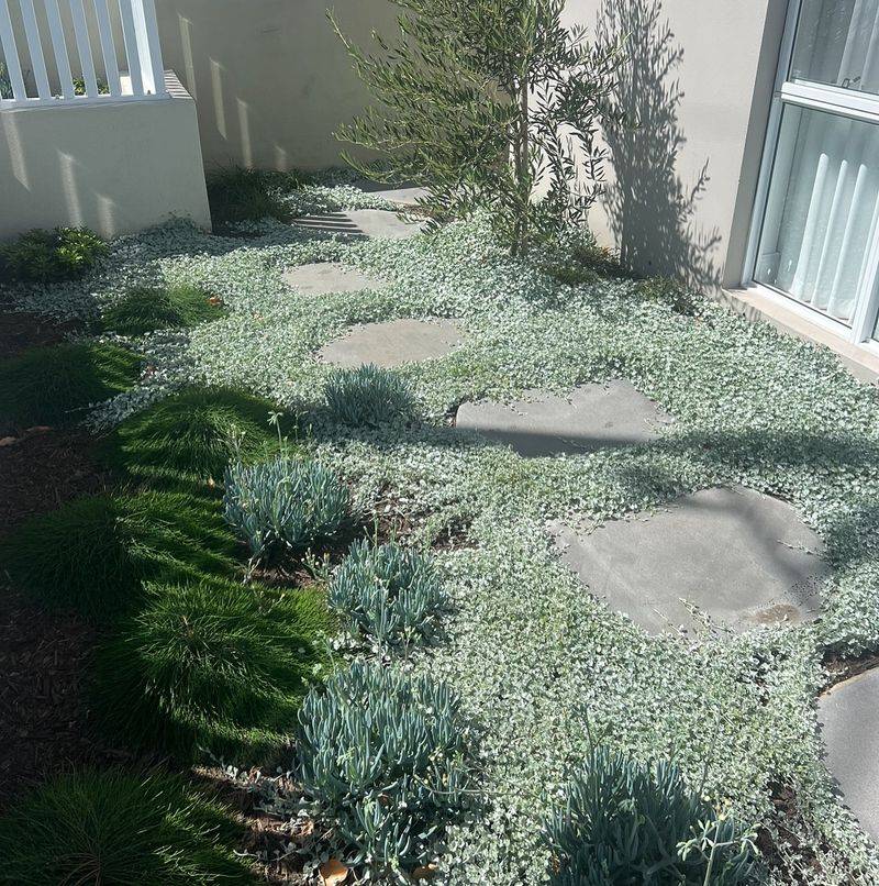 Dichondra