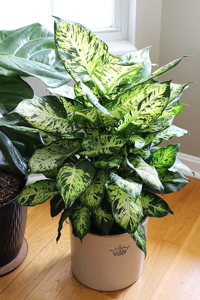 Dieffenbachia