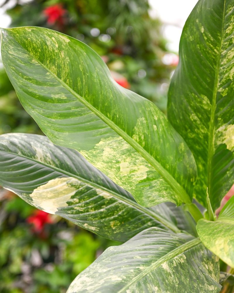 Dieffenbachia