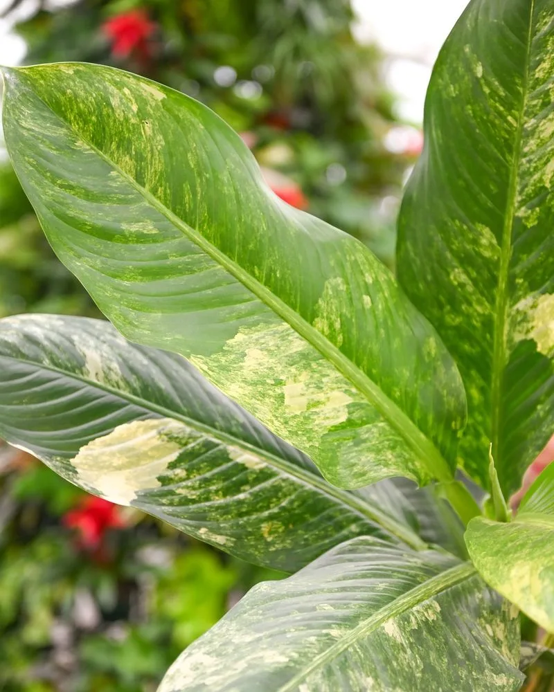 Dieffenbachia