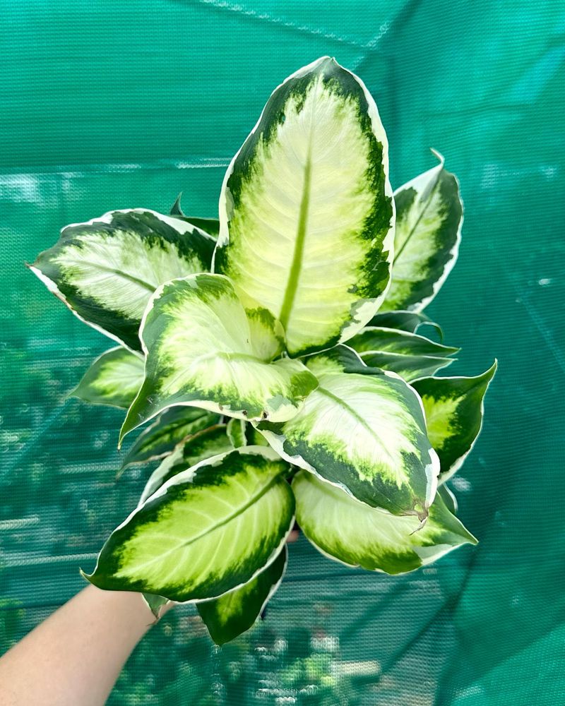 Dieffenbachia