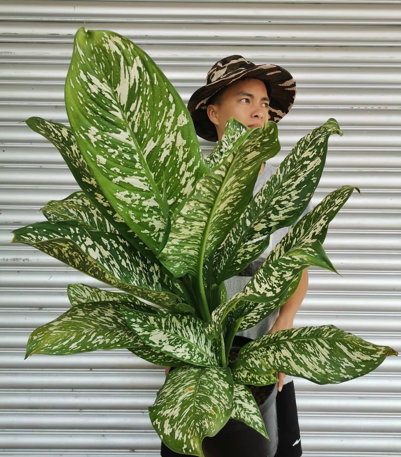 Dieffenbachia