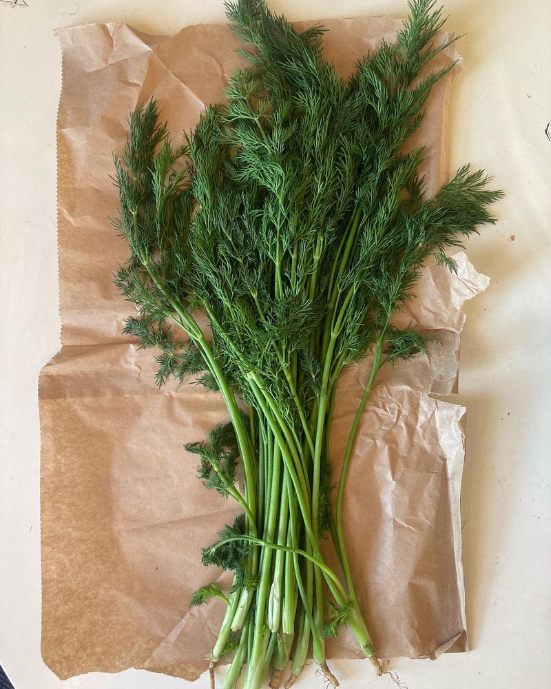 Dill