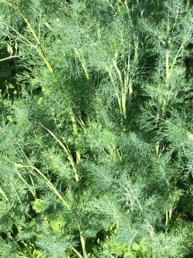 Dill