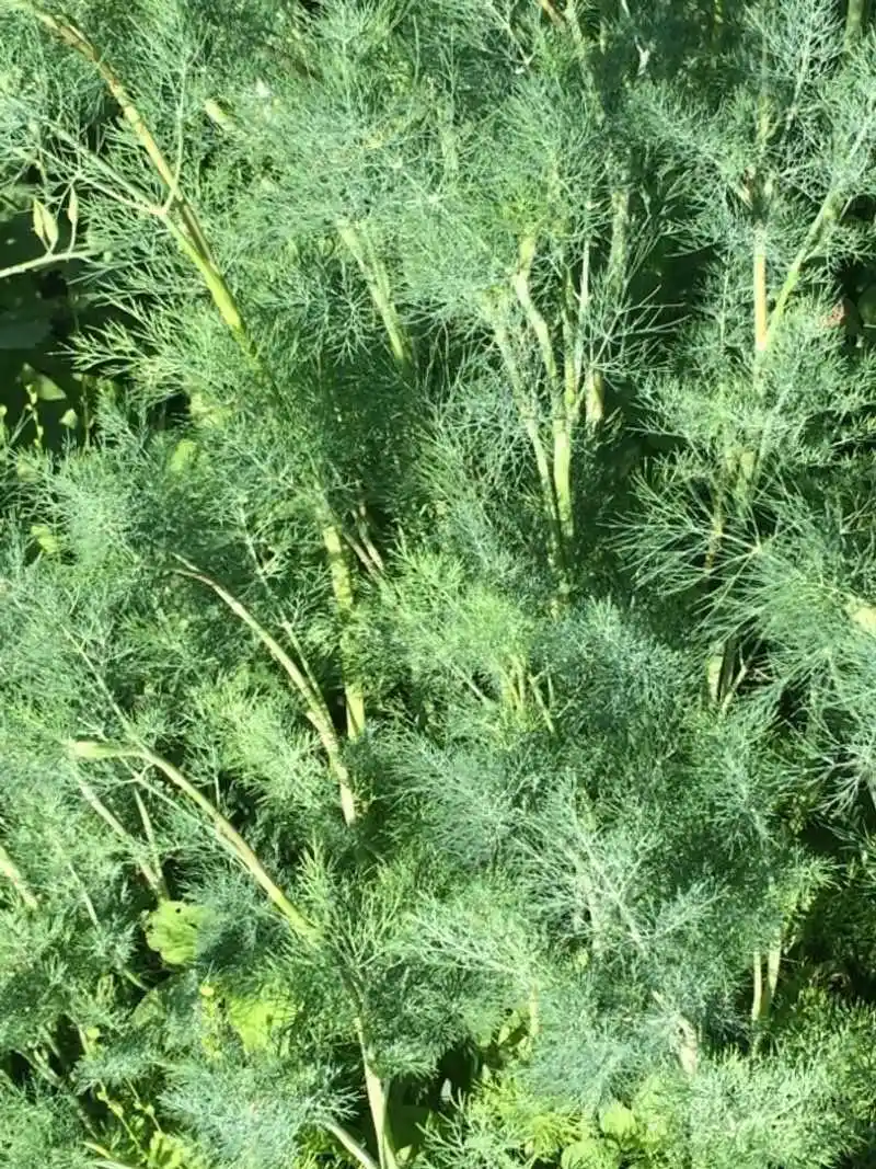 Dill