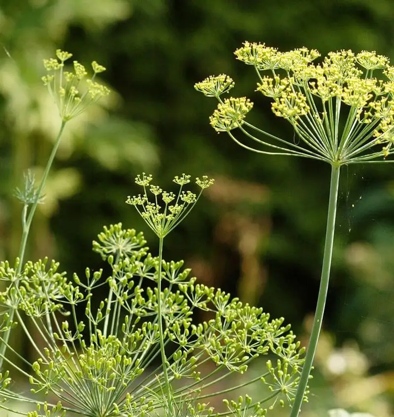 Dill