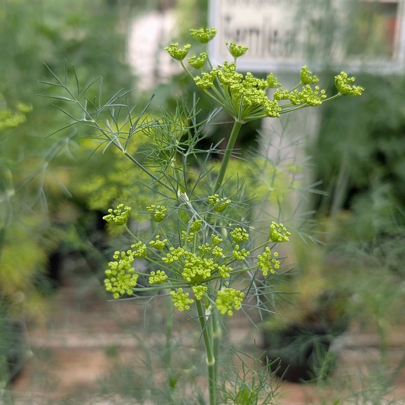Dill