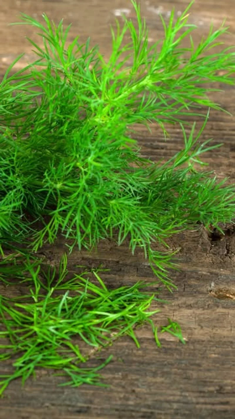 Dill