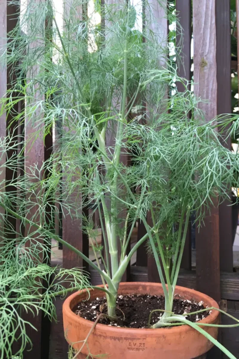 Dill
