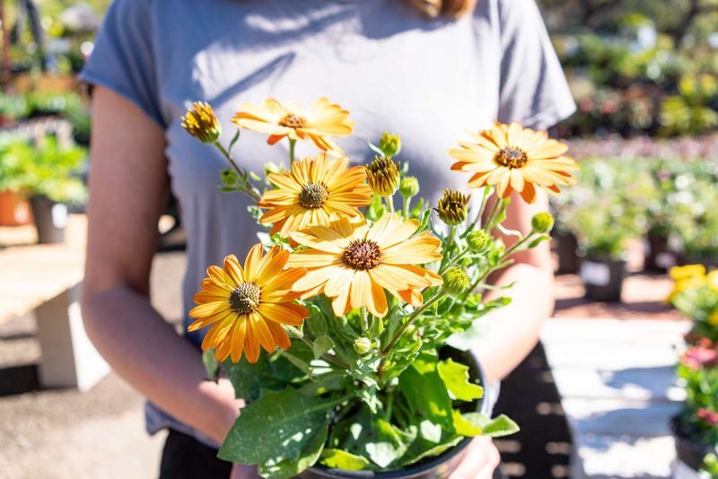 Discounted Plants