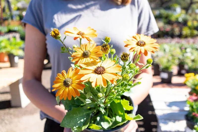 Discounted Plants