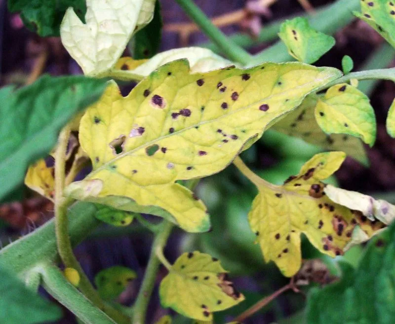 Diseases and Fungi