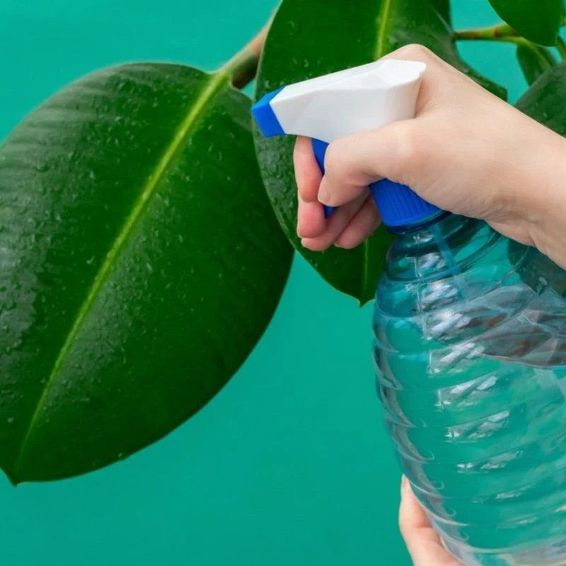 Dish Soap as Insecticide