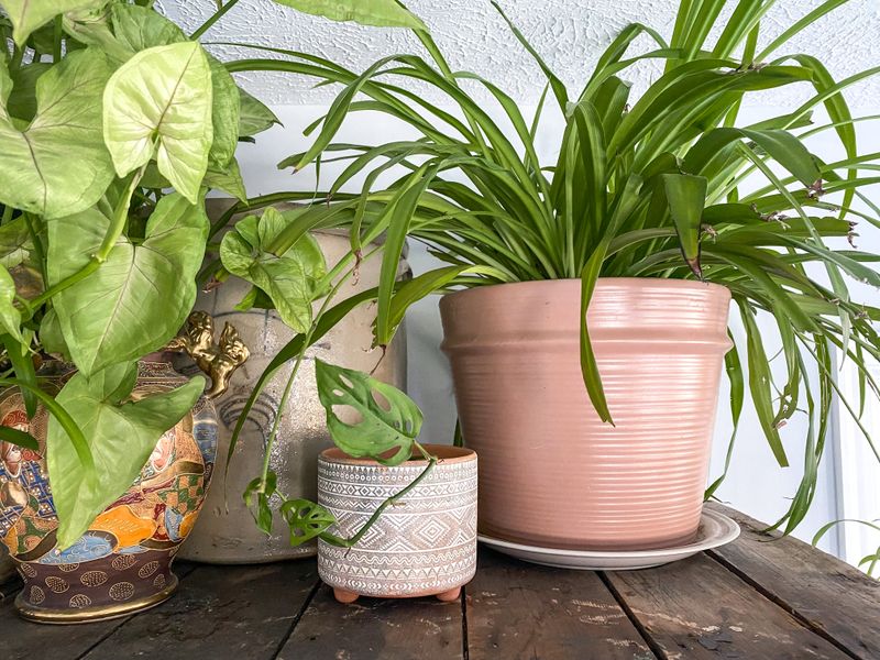 Display Plants in a Vintage Tray