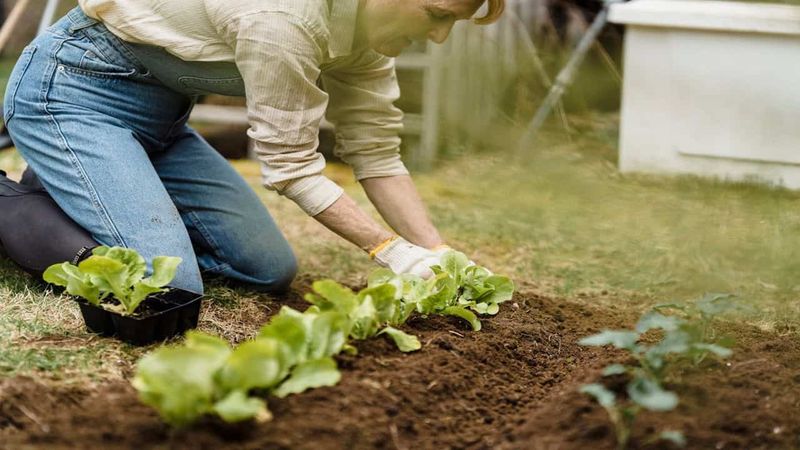 Disregarding Companion Planting