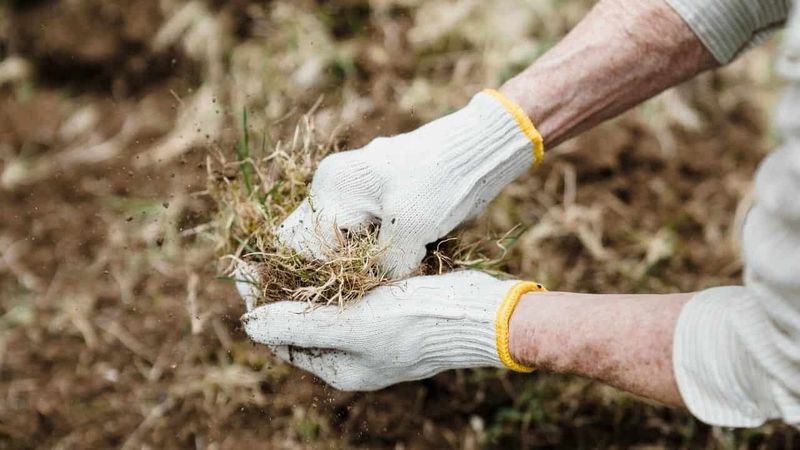 Disregarding Soil Biodiversity