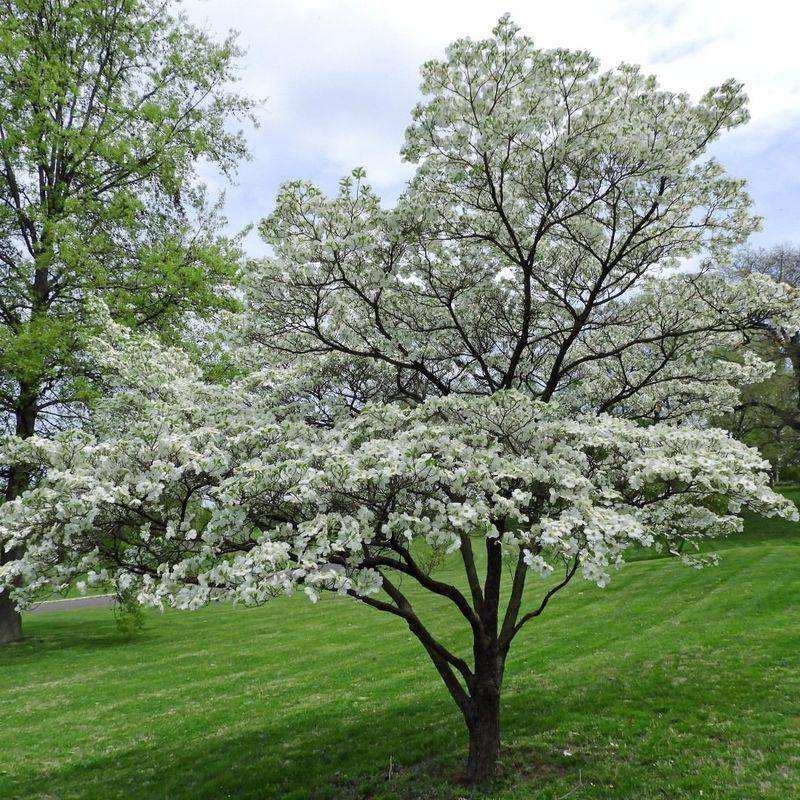 Dogwood Tree