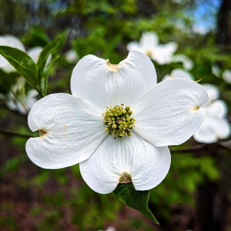 Dogwood