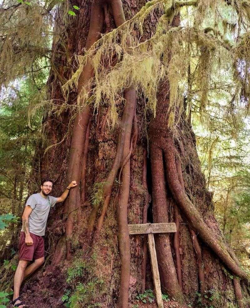 Douglas Fir