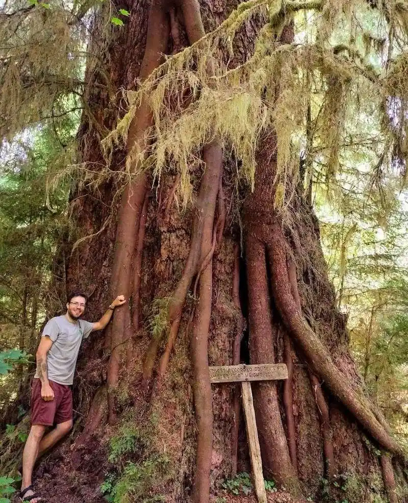 Douglas Fir