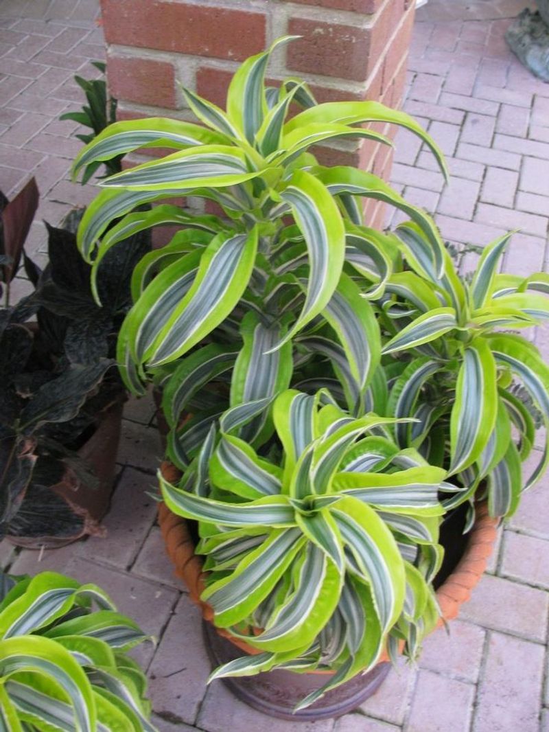 Dracaena