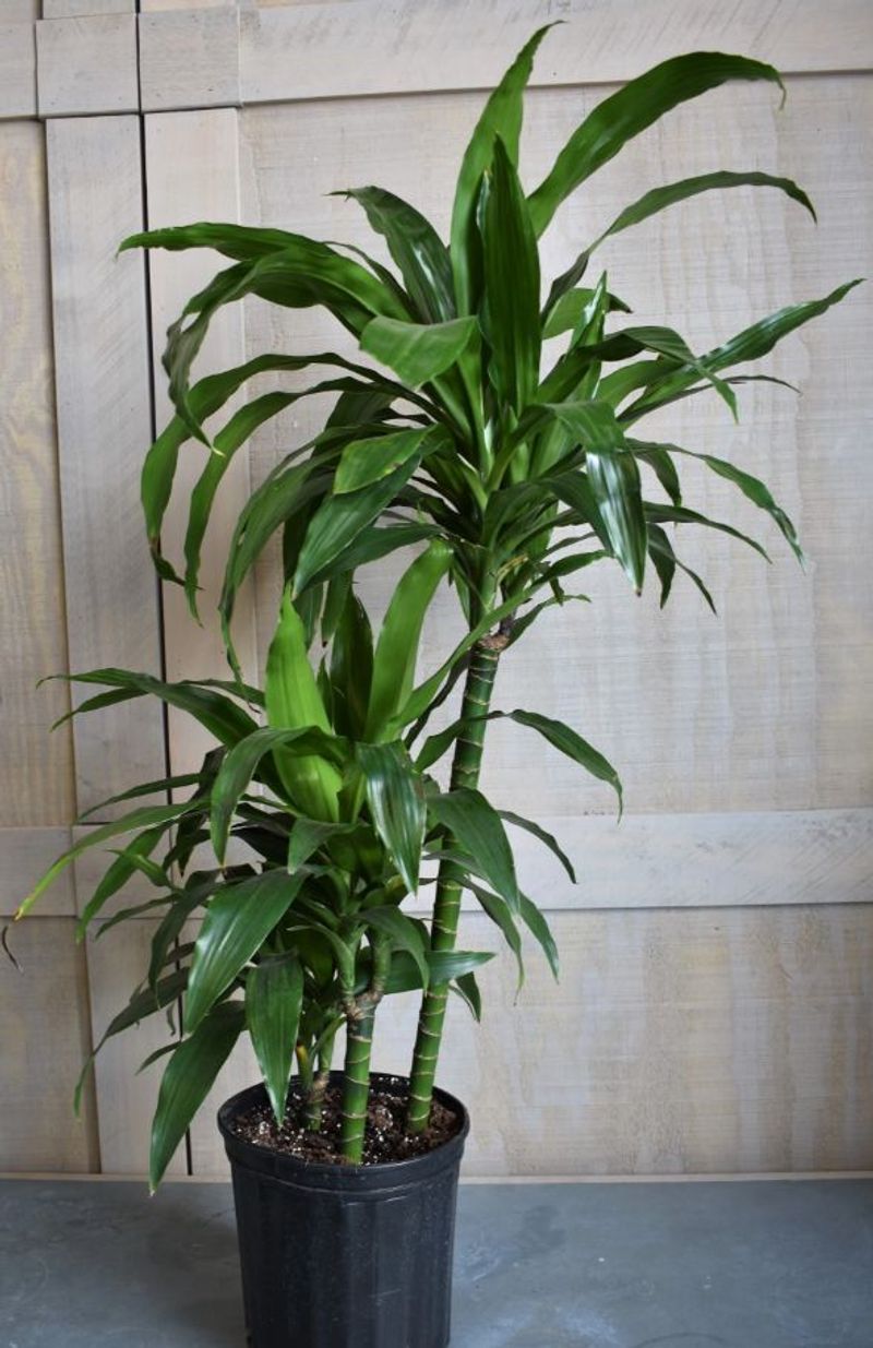 Dracaena