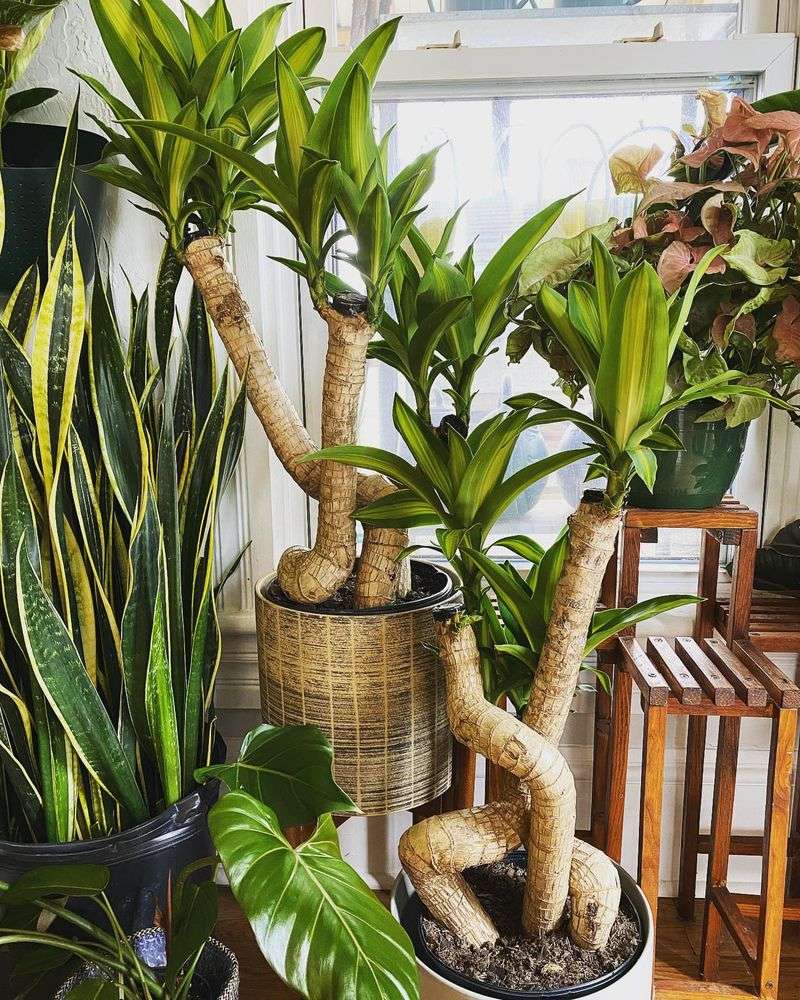 Dracaena