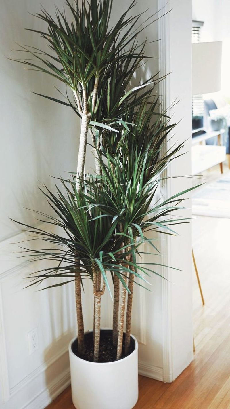 Dracaena
