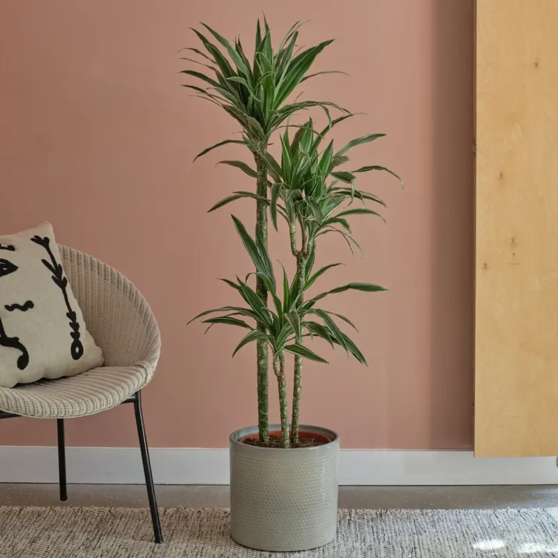 Dracaena