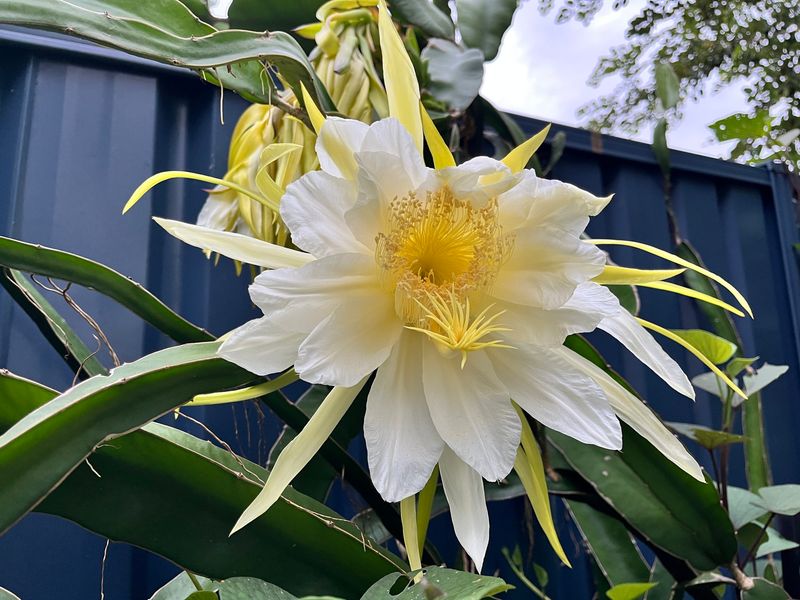 Dragon Fruit Flower