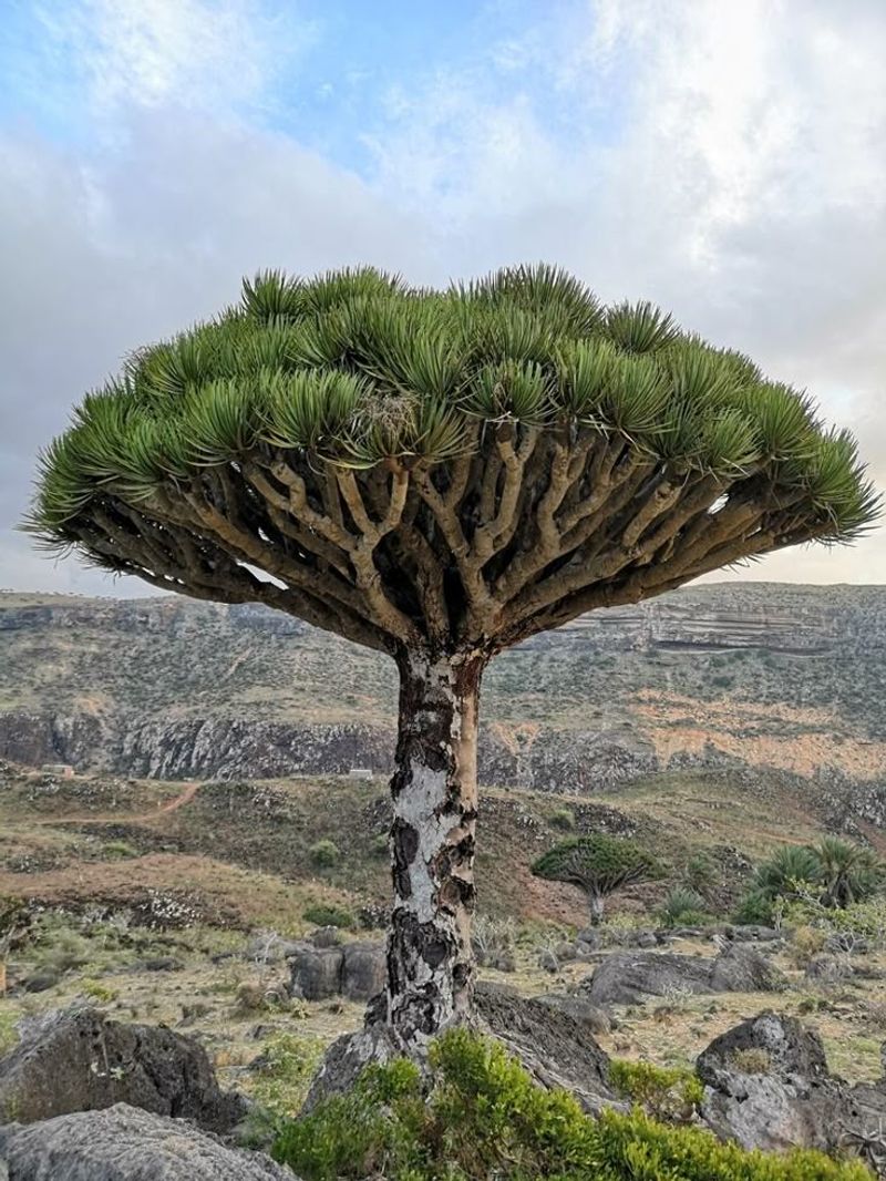 Dragon's Blood Tree's Scarlet Sap