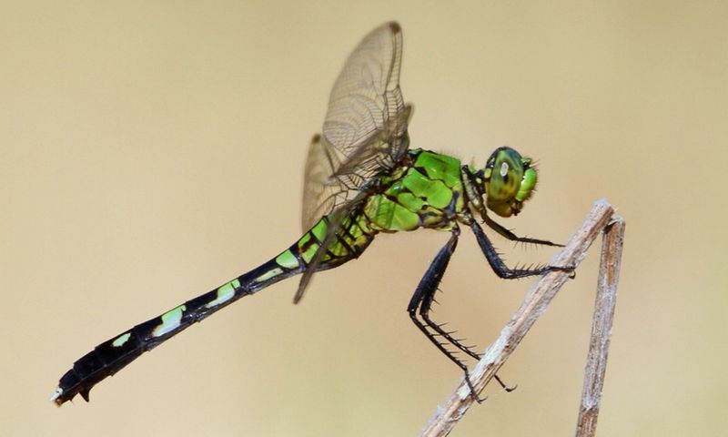 Dragonflies