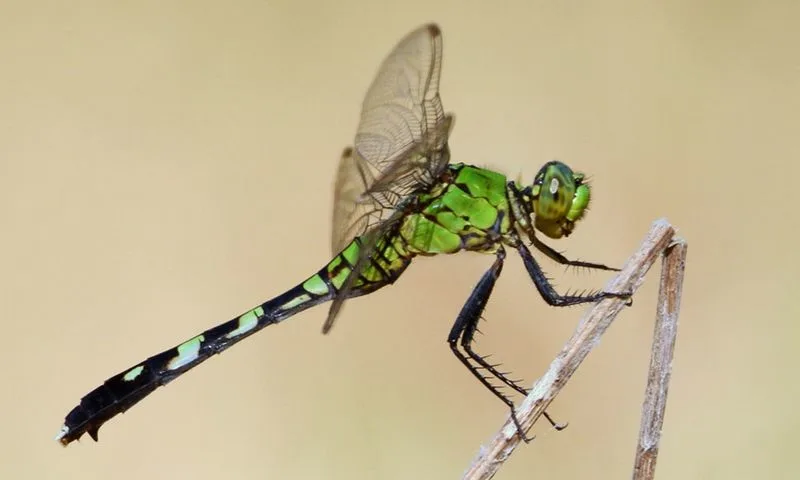 Dragonflies