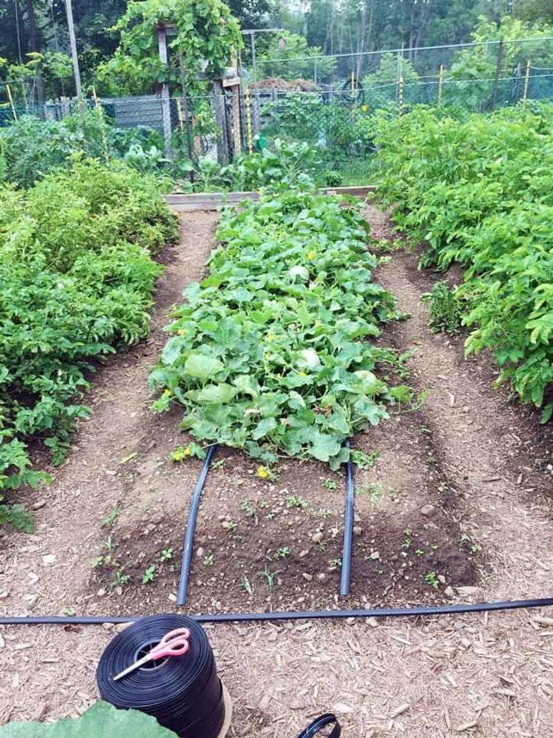 Drip Irrigation System