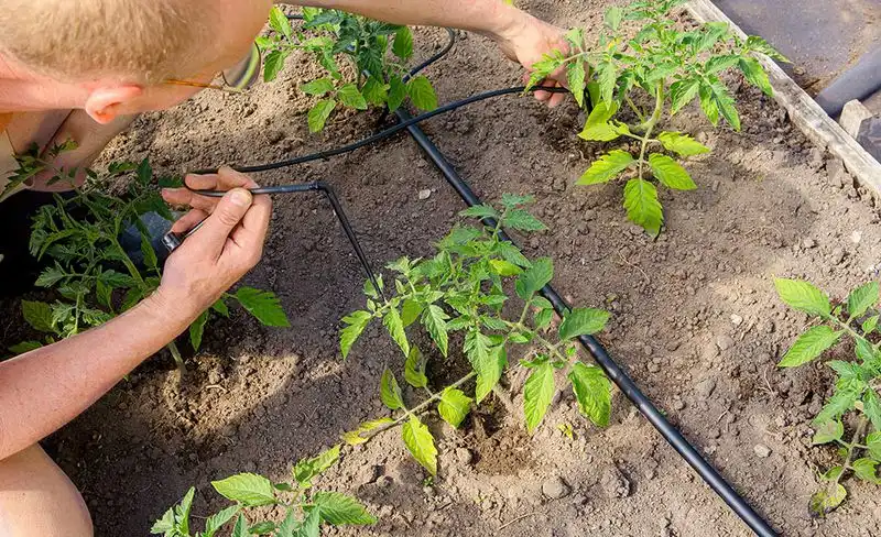 Drip Irrigation for Efficient Watering