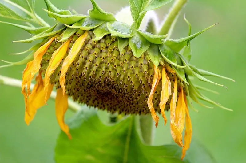 Drooping Flowers