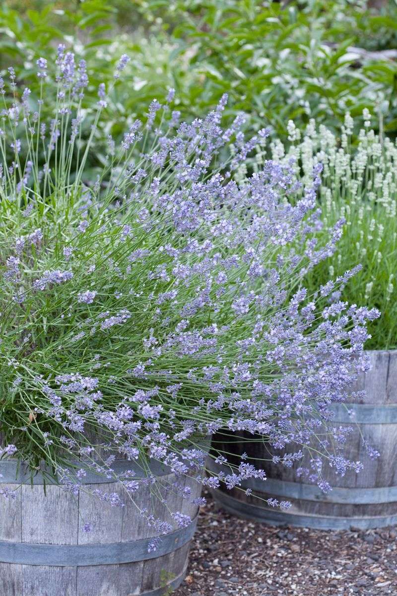 Drought-Resistant Perennials