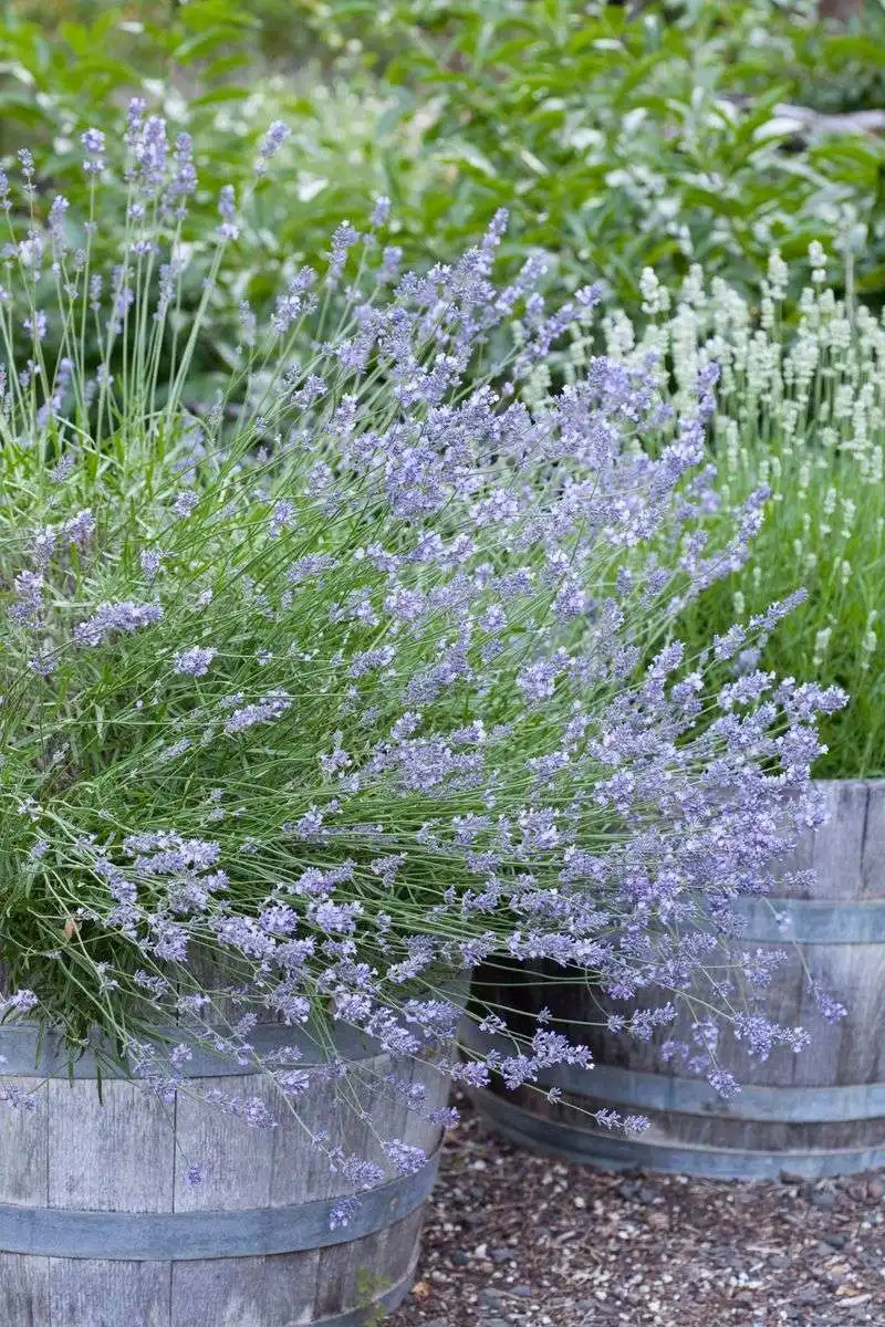 Drought-Resistant Perennials