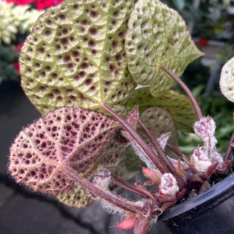 Drunkard's Begonia