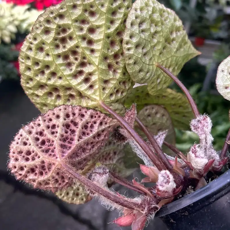 Drunkard's Begonia
