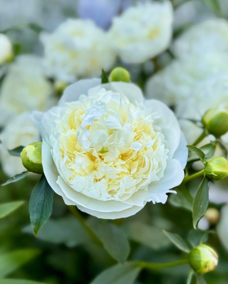 Duchesse de Nemours