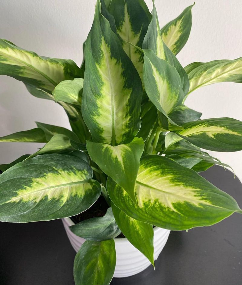 Dumb Cane