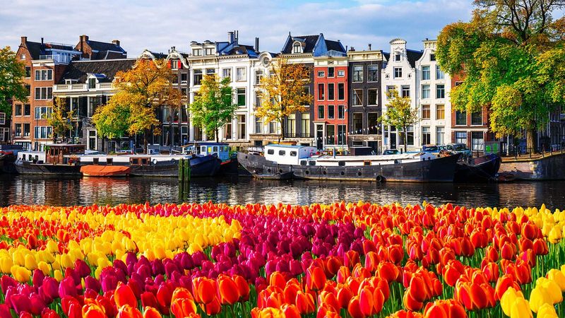 Dutch Tulip Season